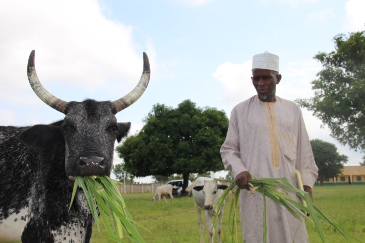 cross breed cow eating grass with chairman2